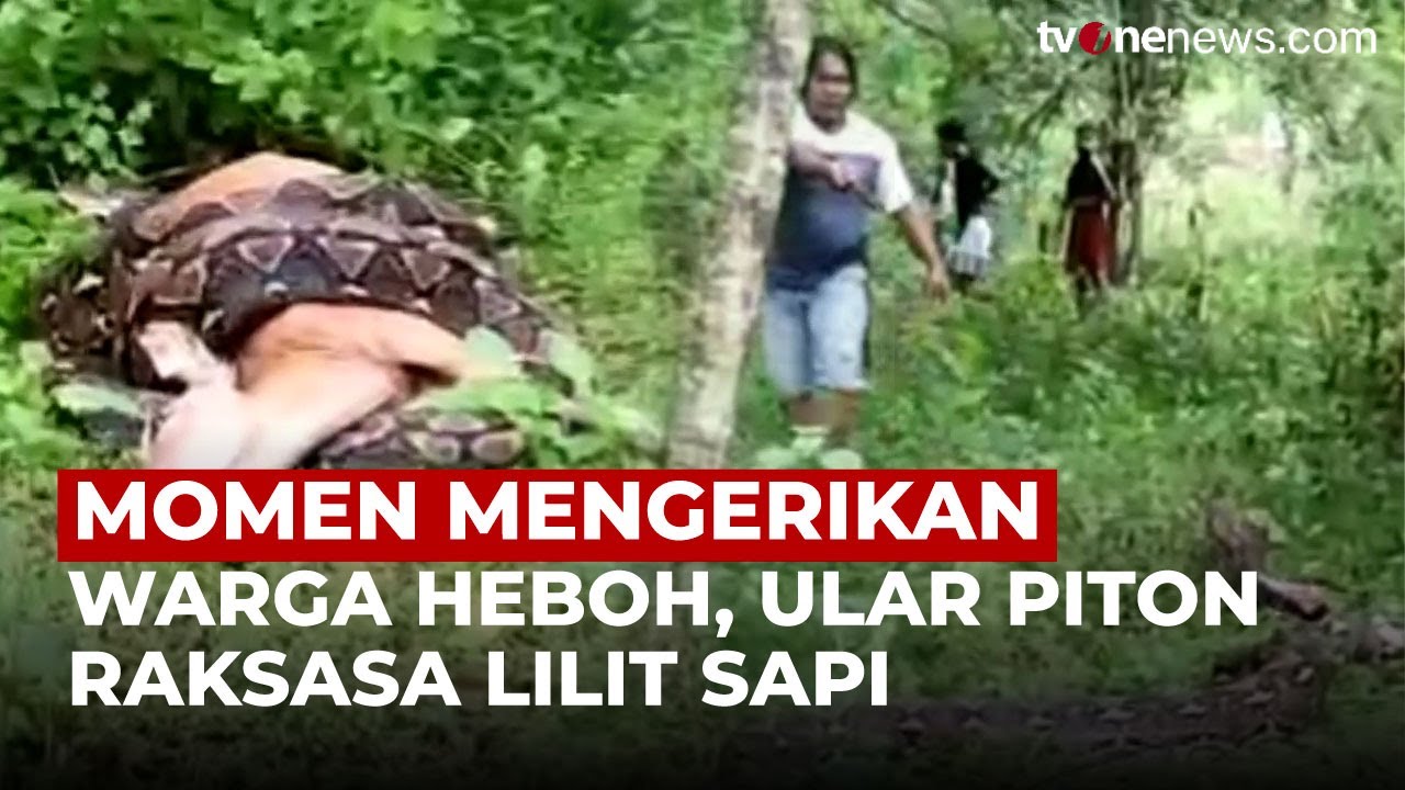 Drama Ular Piton vs Warga: Melilit Sapi Hingga Disabet Parang di  Buton Selatan | OneNews Update