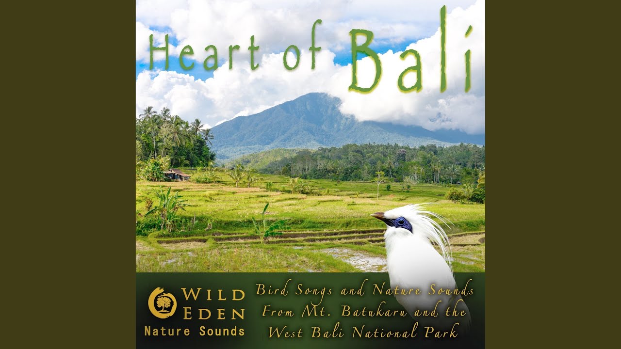 Ubud Temple (Part 1) (Rainforest Ambience)