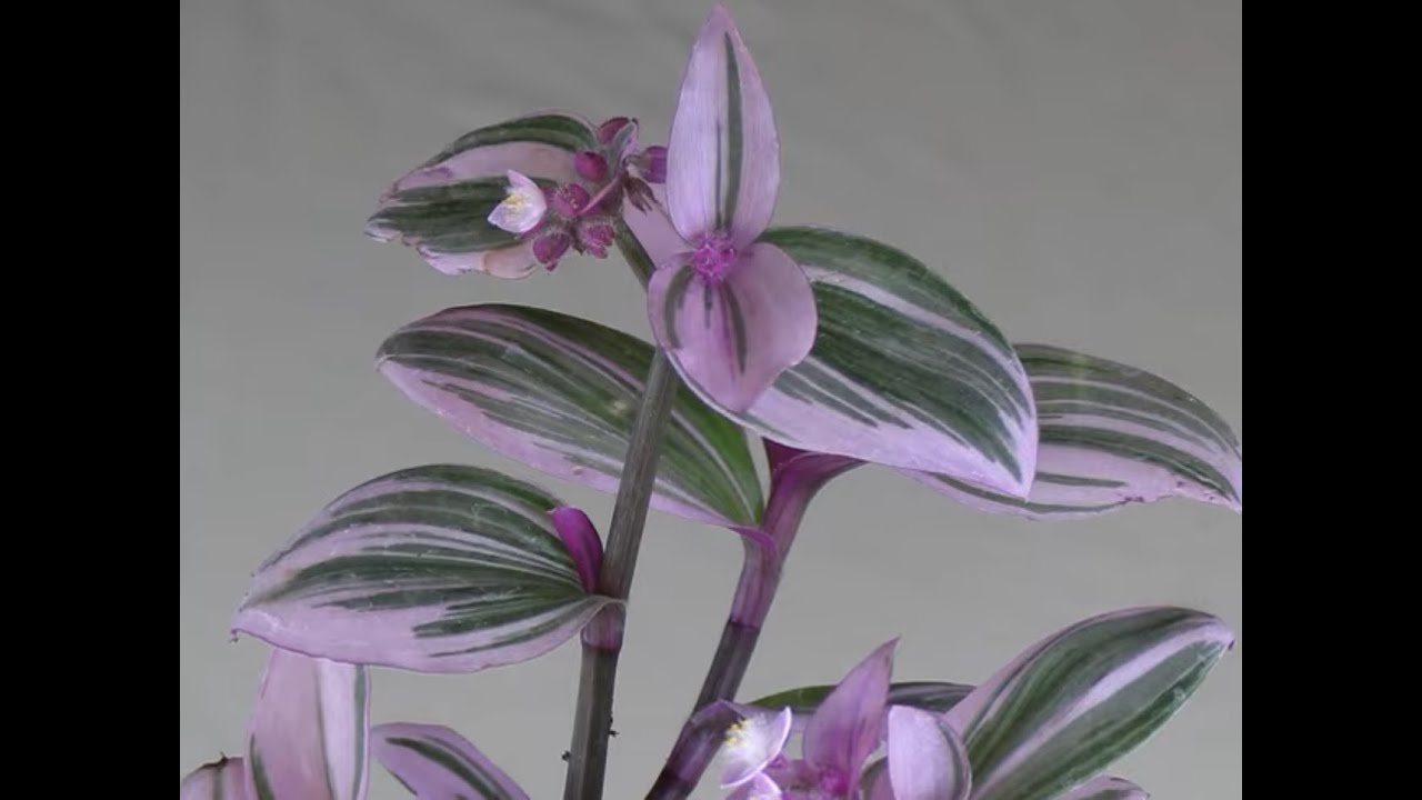 Tradescantia spathacea (Моисей в колыбели) В центре внимания