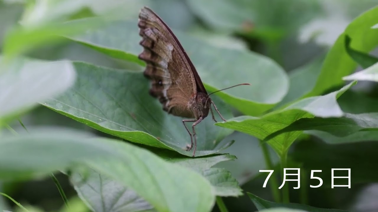 ジャノメチョウ