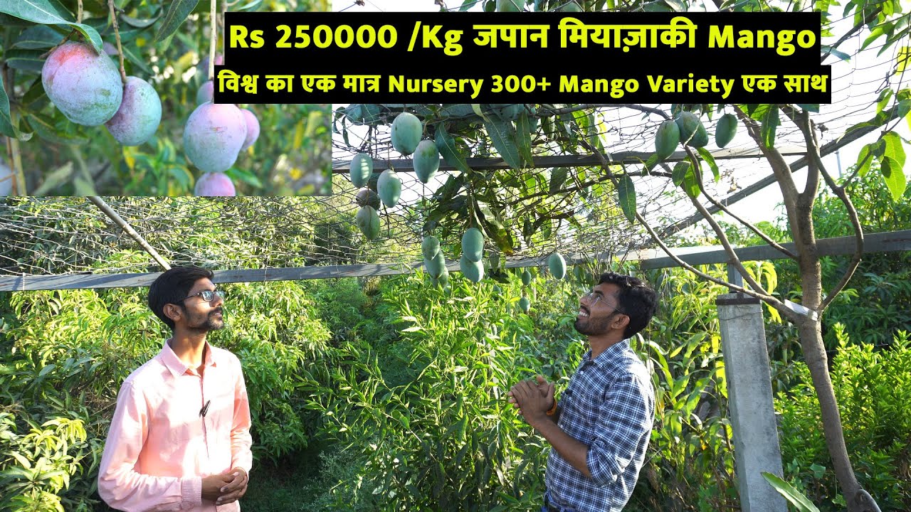 300+ Mango 🥭 Variety With Japan Miyazaki Mango🥭 |Profitable Mango Farming इन बातोंका जरूर ध्यान रखे