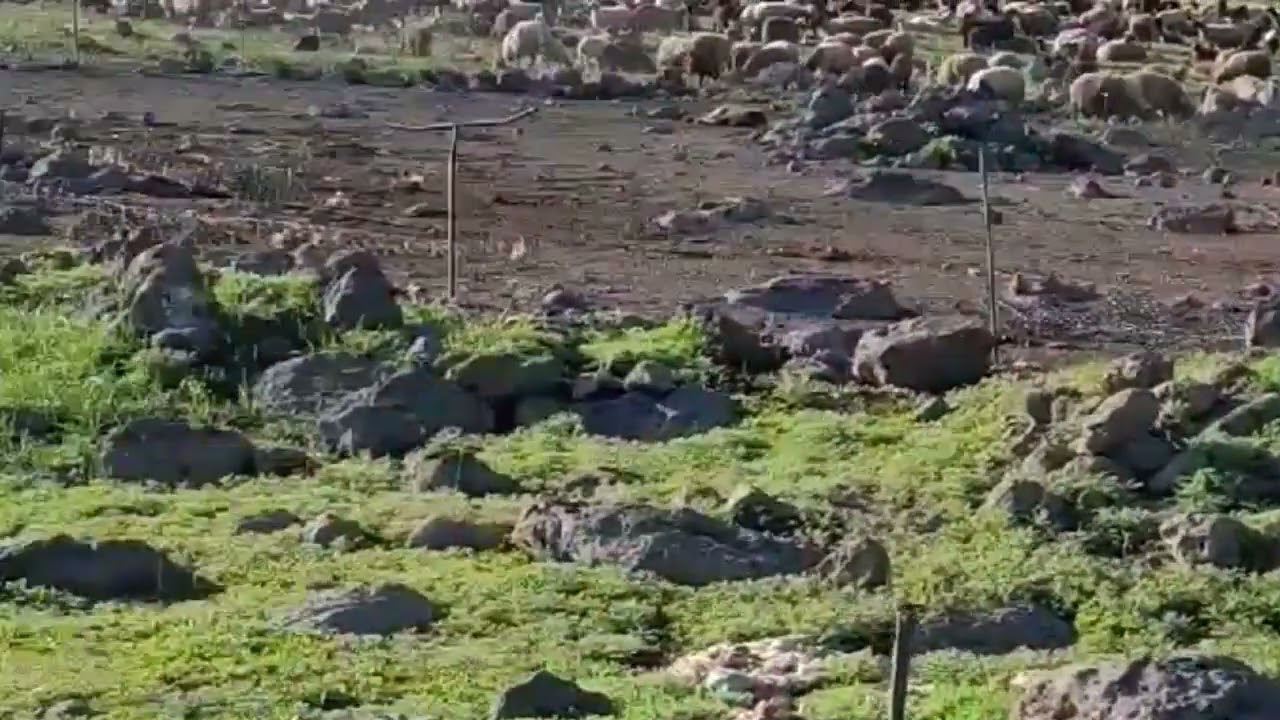 Zozanê Elegezê / Elegez Yaylaları - 2022