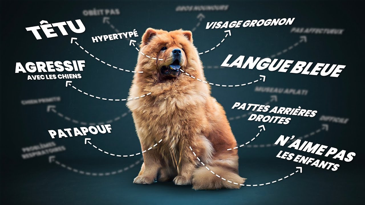 CHOW-CHOW : le chien aux 1000 particularités ! 😱