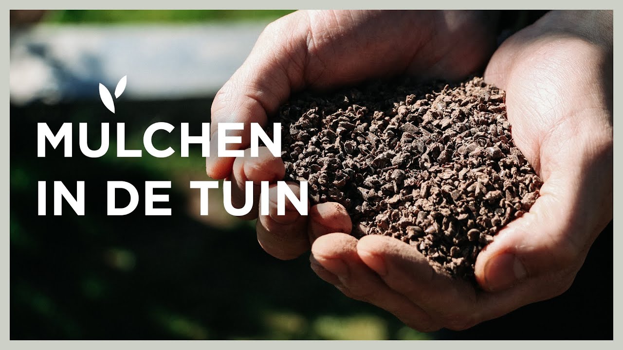 Mulchen in de tuin met een natuurlijke bodembedekker | Minder onkruid, meer genieten! I Angelo Dorny