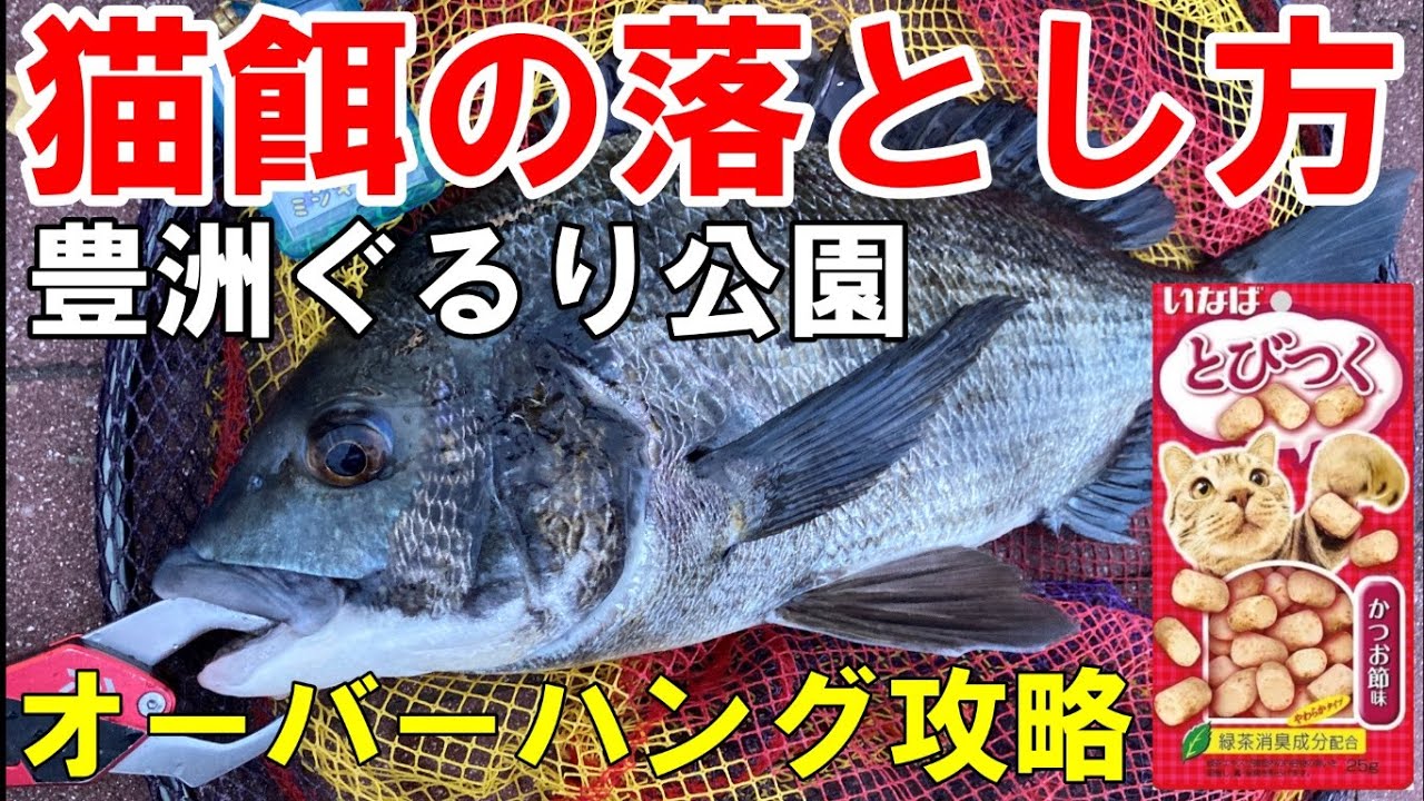 ビギナー必見「ヘチ釣り」猫餌の落とし方・豊洲ぐるり公園！