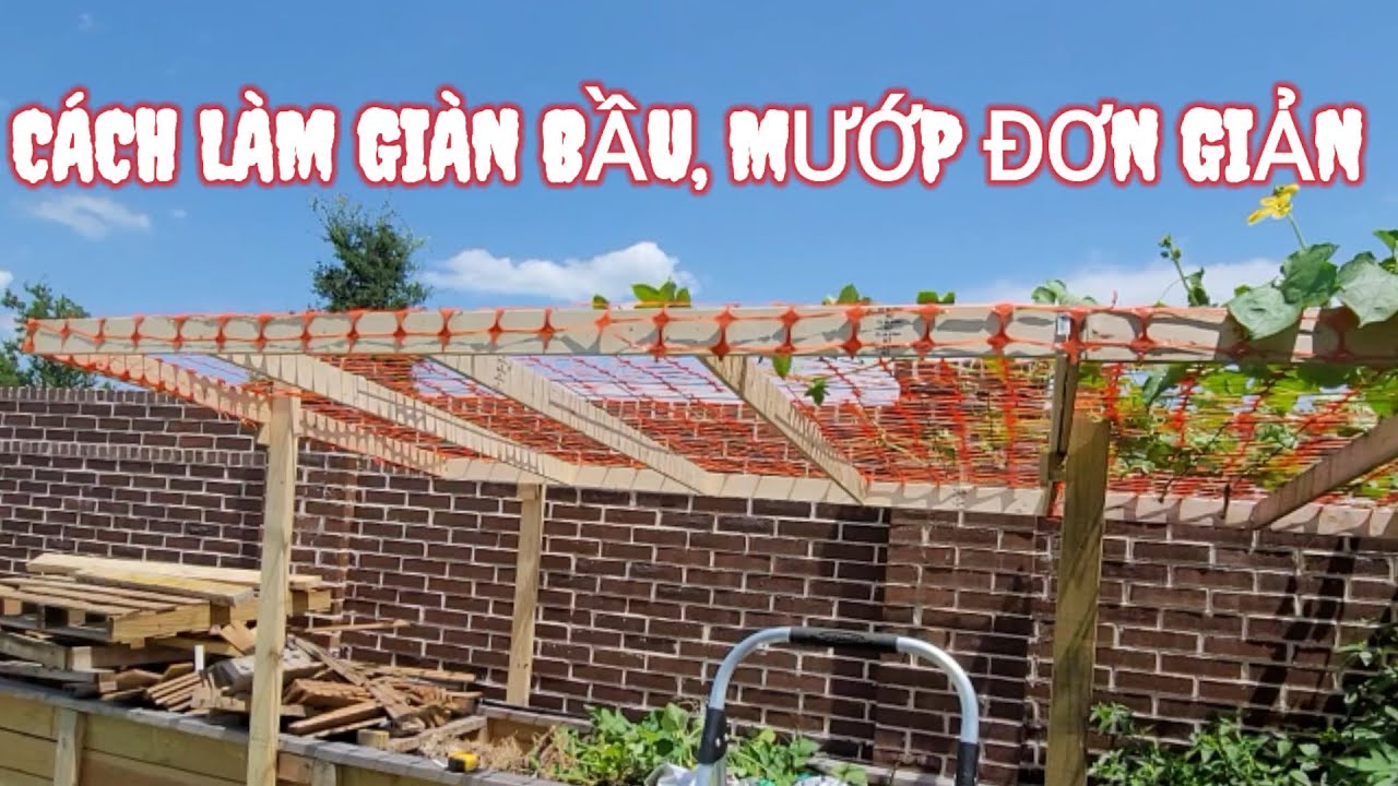 CÁCH LÀM GIÀN BẦU, MƯỚP ĐƠN GIẢN NHẤT. clip#185