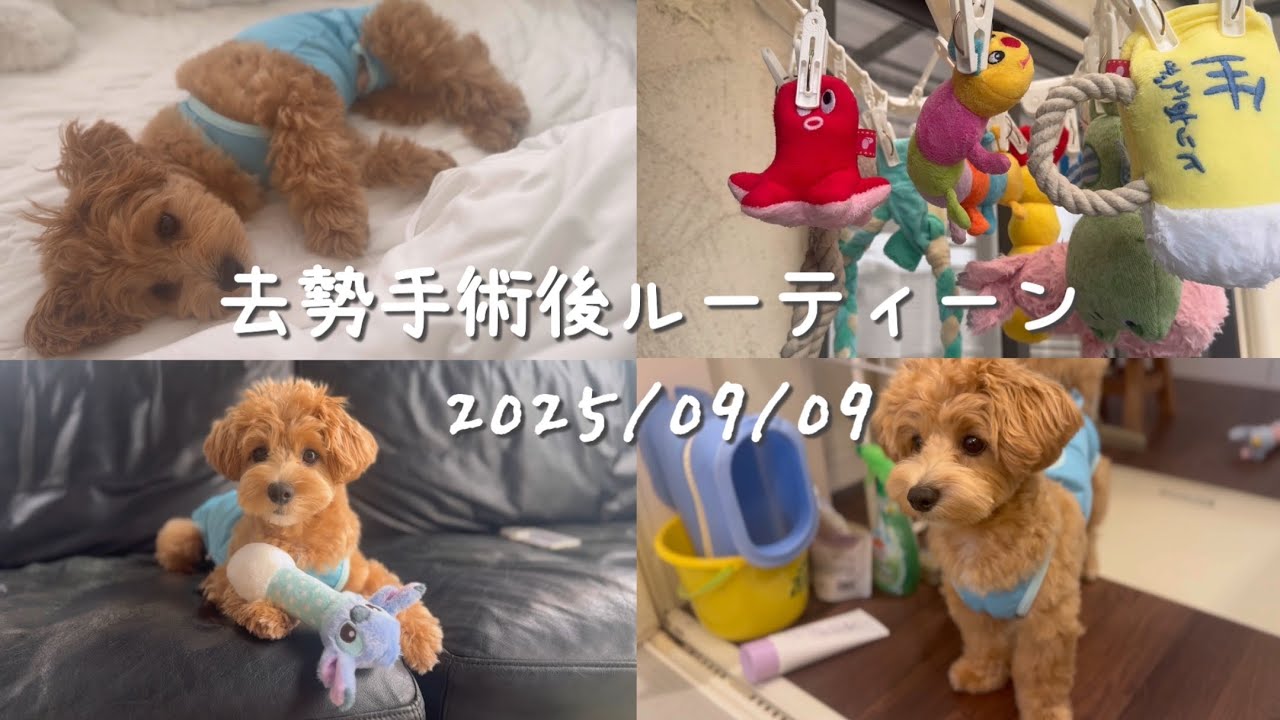 マルプー去勢手術後の過ごし方2025/09/09
