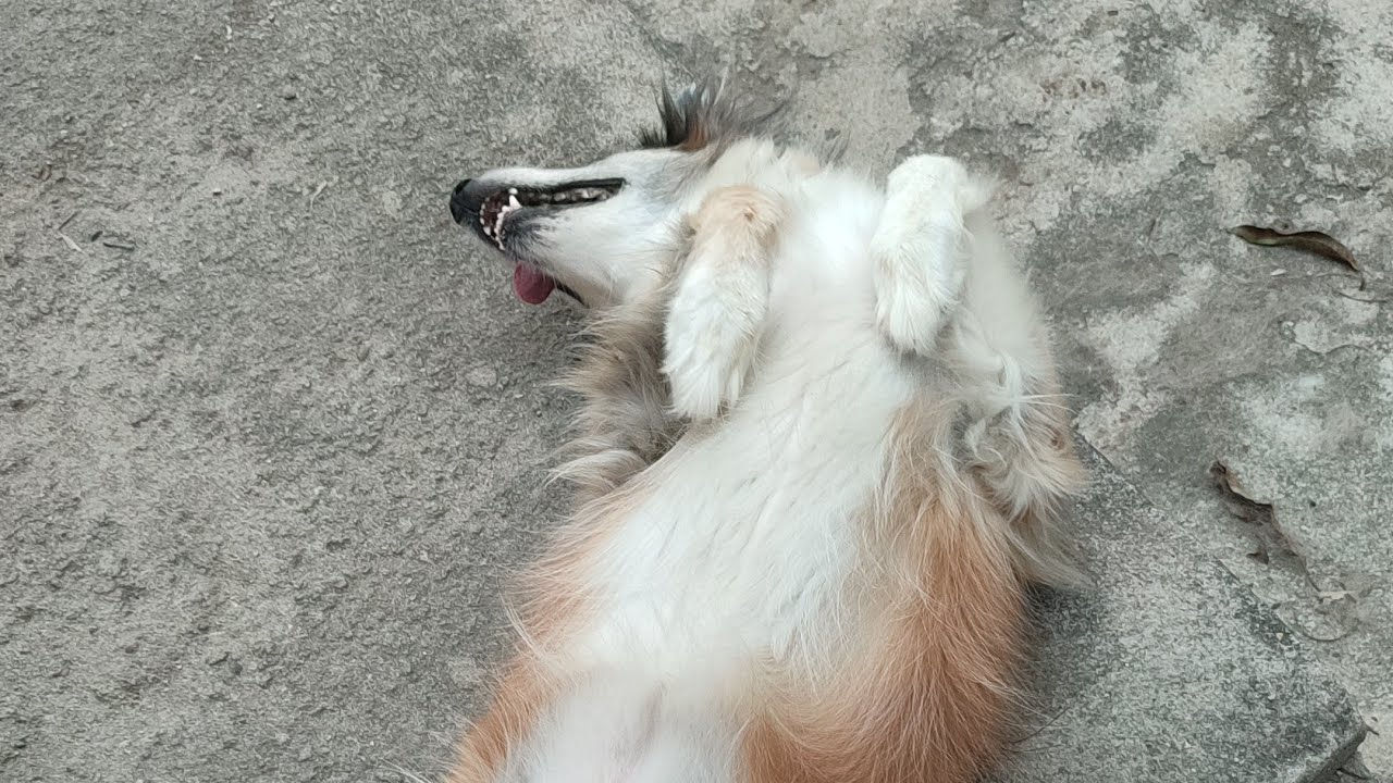 Tive Filho!! Vou Abandonar os Animais 