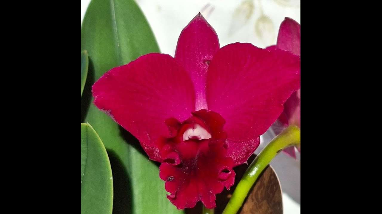 Cattleya 
