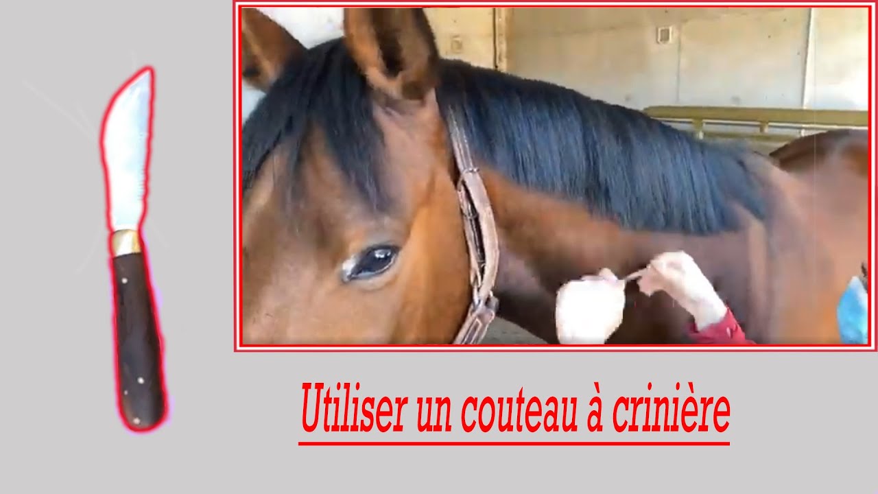 Utilisation du couteau à crinière, égaliser une crinière avec un couteau à crins