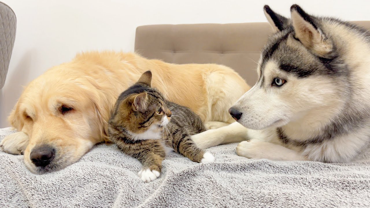 Jealous Husky Reacts to Kitten and Golden Retriever — Hilarious!