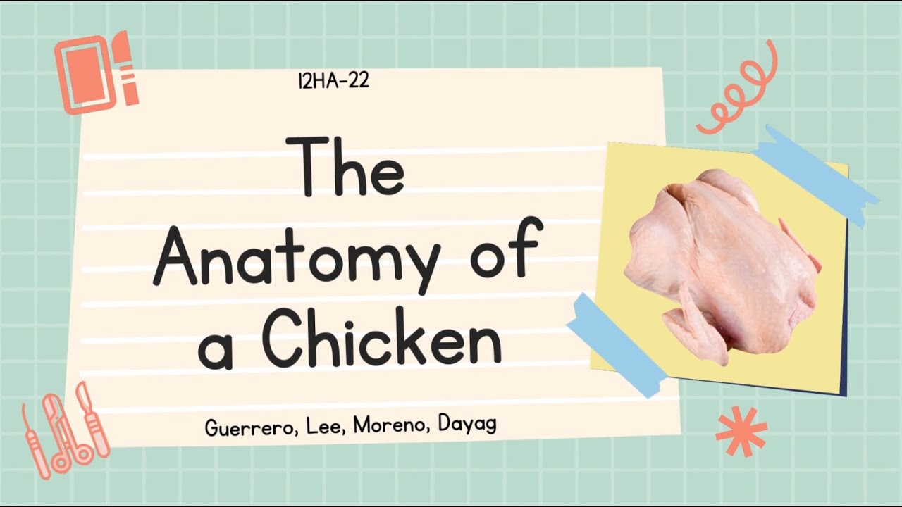 ANATOMICAL TERMS DEMONSTRATION - Anatomy of a Chicken