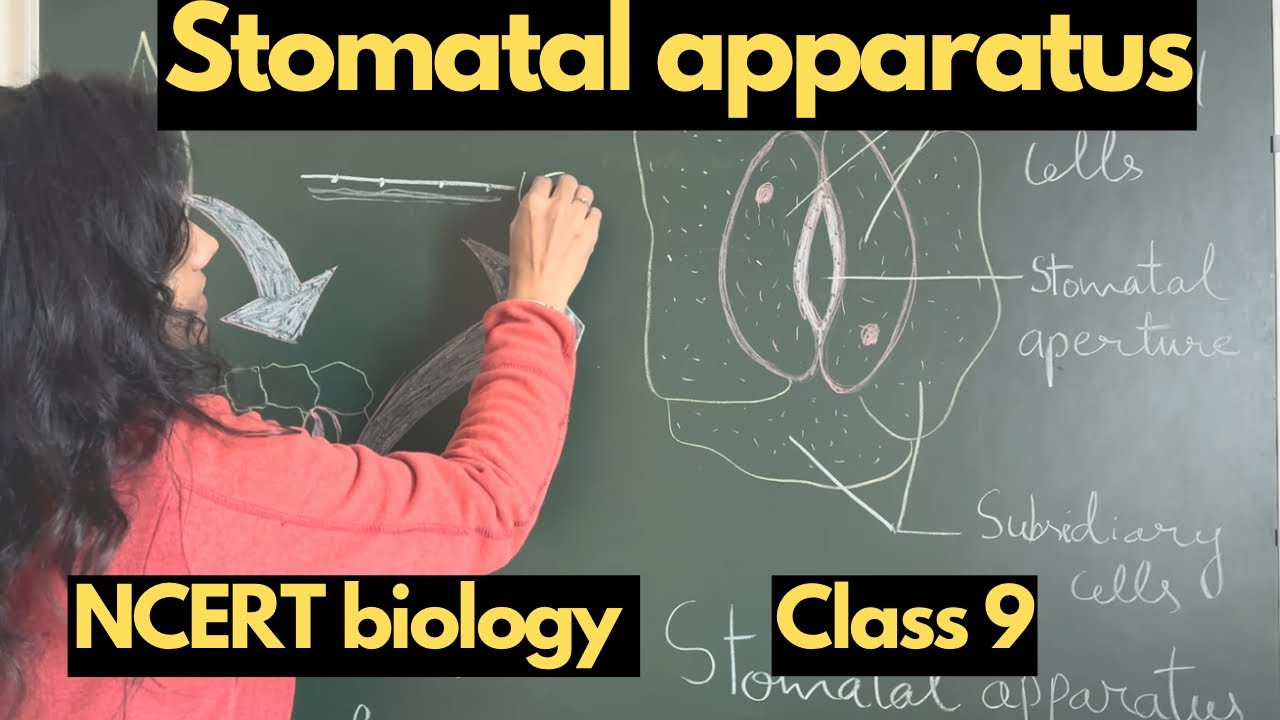 Stomata || stomatal apparatus || stomata in plants || biology ncert class 9