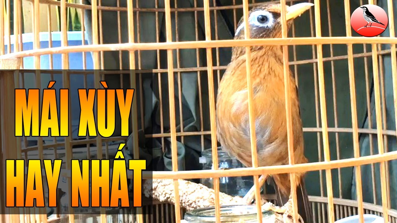 Video Họa mi mái xùy kích trống điên đảo nhanh hót nhất! chuyên kích mi hót