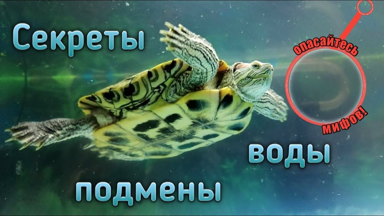 Красноухие черепахи секреты подмены воды. Как подменивать воду
