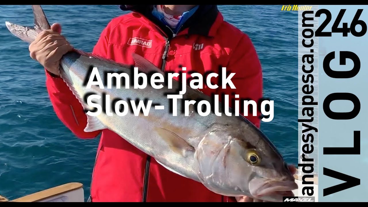PESCA SERVIOLA CURRICAN CON VIVO