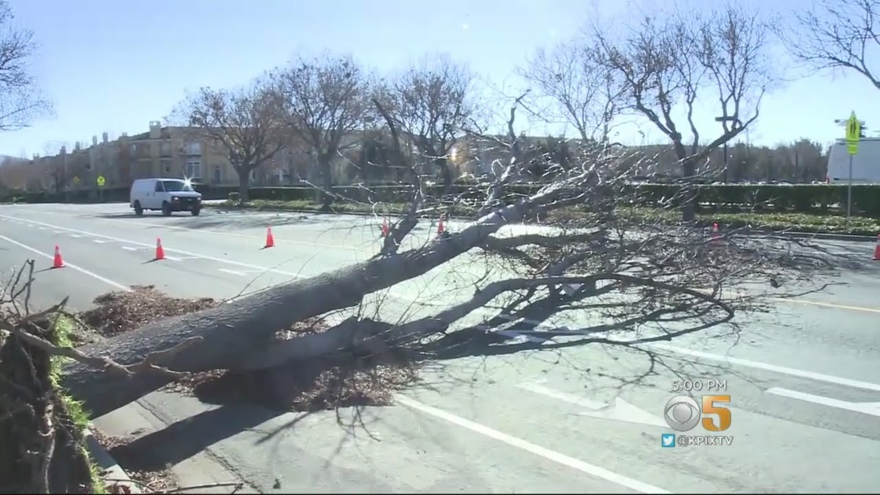 Blustery Winds Batter Entire Bay Area