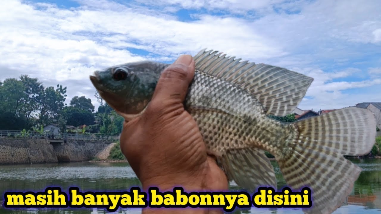Masih banyak babon di spot ini