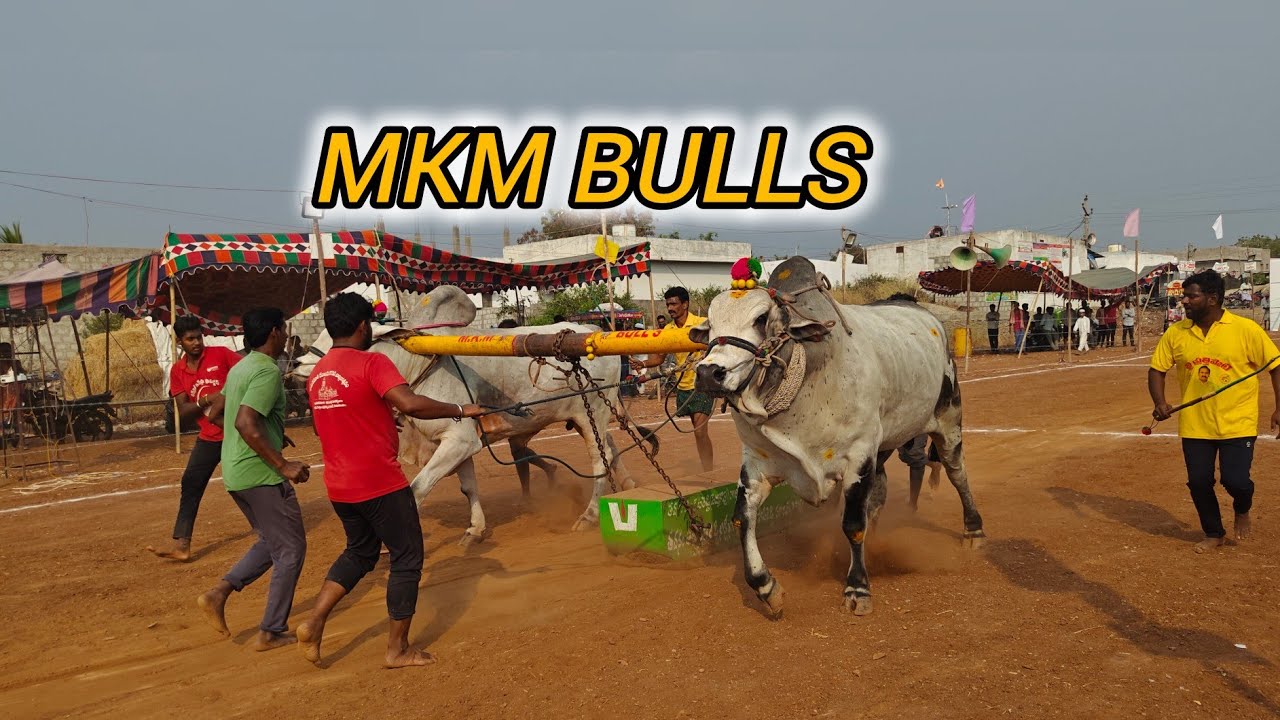 చింత్రియాల న్యూ కేటగిరి 5వ MKM BULLS  ఘంటసాల గ్రామం కృష్ణాజిల్లా