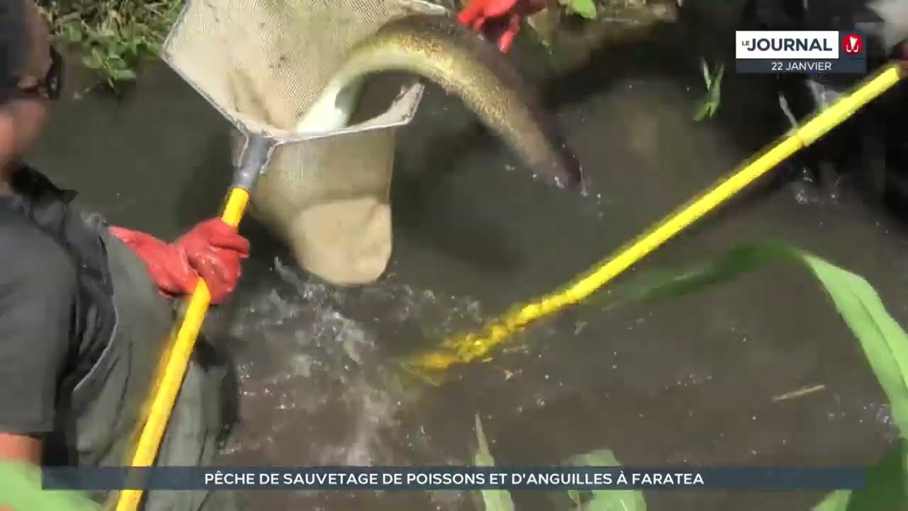 Pêche de sauvetage de poissons et d'anguilles à Faratea