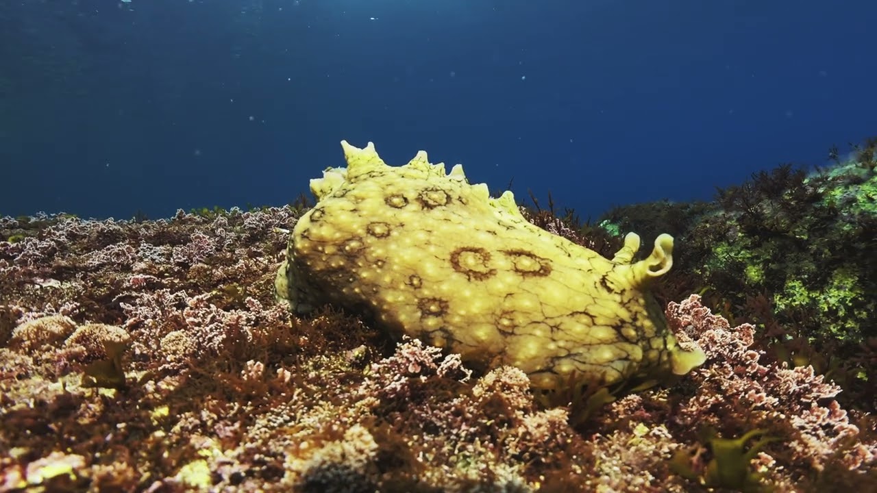 【映像記録】ジャノメアメフラシを見る- Sea Hare