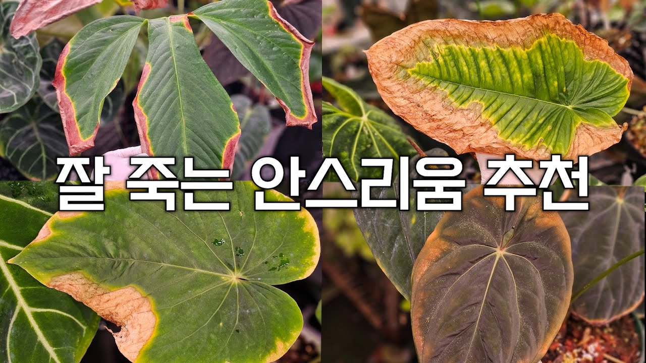 오토 플랜트 보고있나?😏 ㅣ 가든킹을 속썩이는 환장의 안스리움들