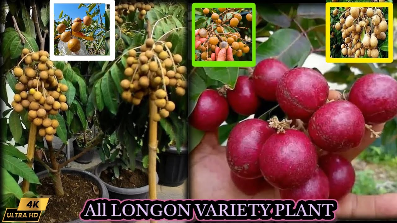 All Longon variety plant review video New Friut plant nursery in kolkata Plant bokingno ☎️9382201308
