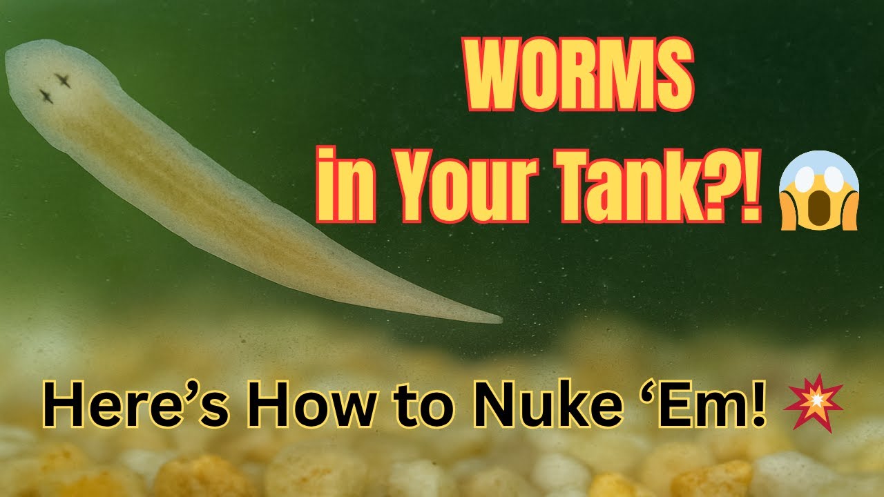 Planarian Worms In Your Aquarium? How To Get Rid Of Them FAST!