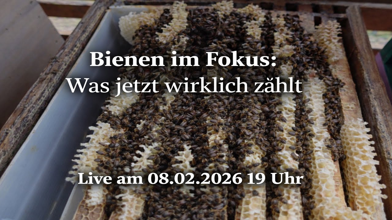 Wichtige Arbeiten jetzt am Bienenstand – Beobachten, Füttern, Sicherheit