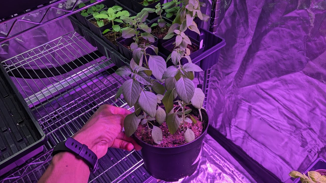 Indoor Grow Series: #4 How I'm Delivering Plants + Borage Issues