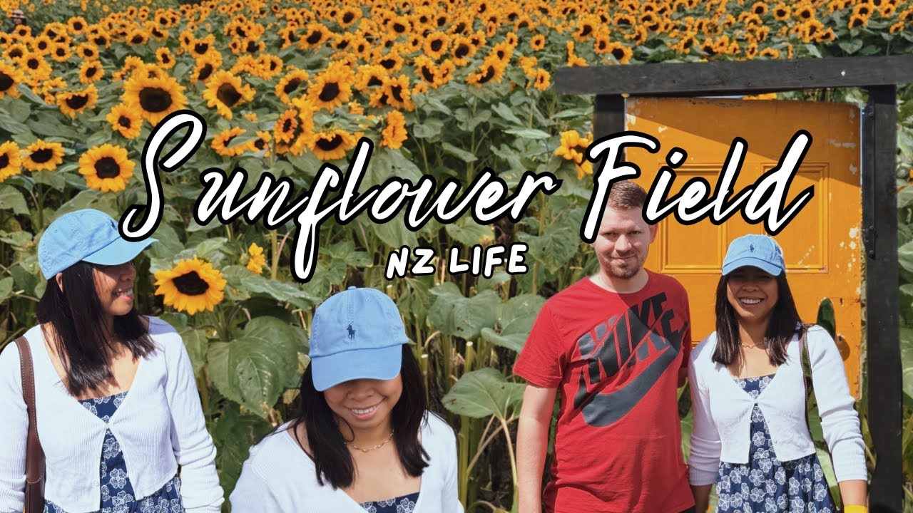 Visiting the Sunflower field in Auckland