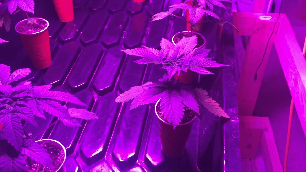 30 days in on the pheno hunt(MED-MAN BRAND)