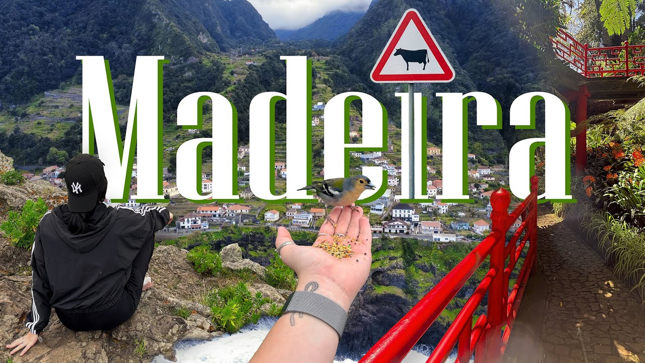 Tohle není Photoshop. Tohle je Madeira 😮🌿| levády, hory a krávy