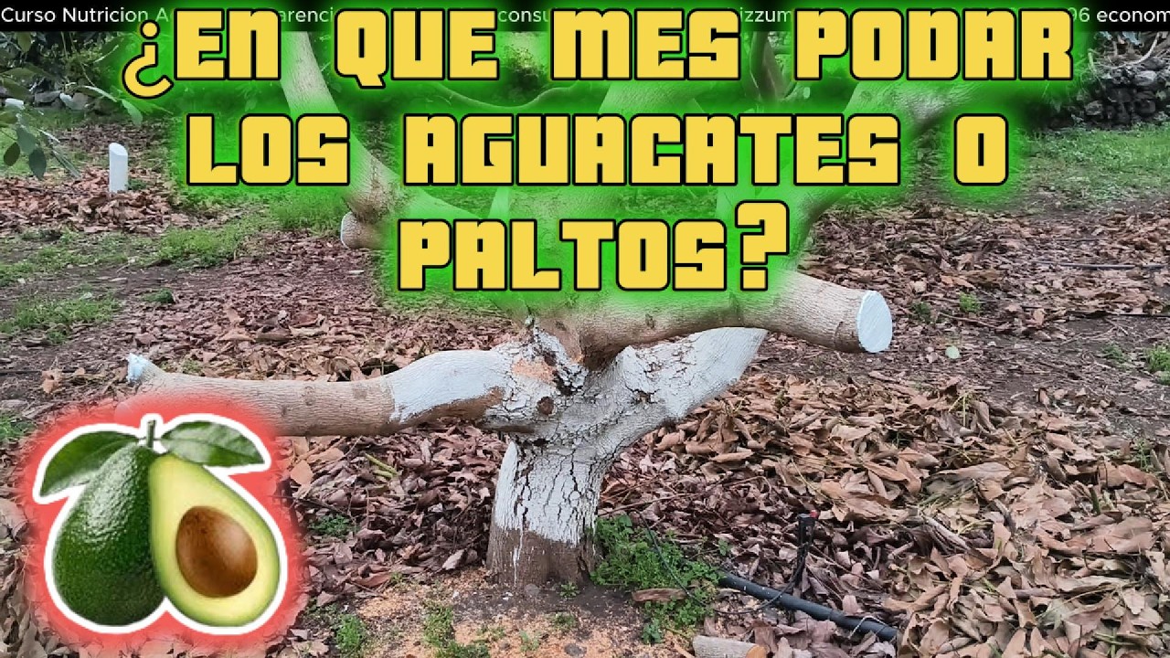 En que MES se PODAN los ARBOLES de AGUACATE 🥑
