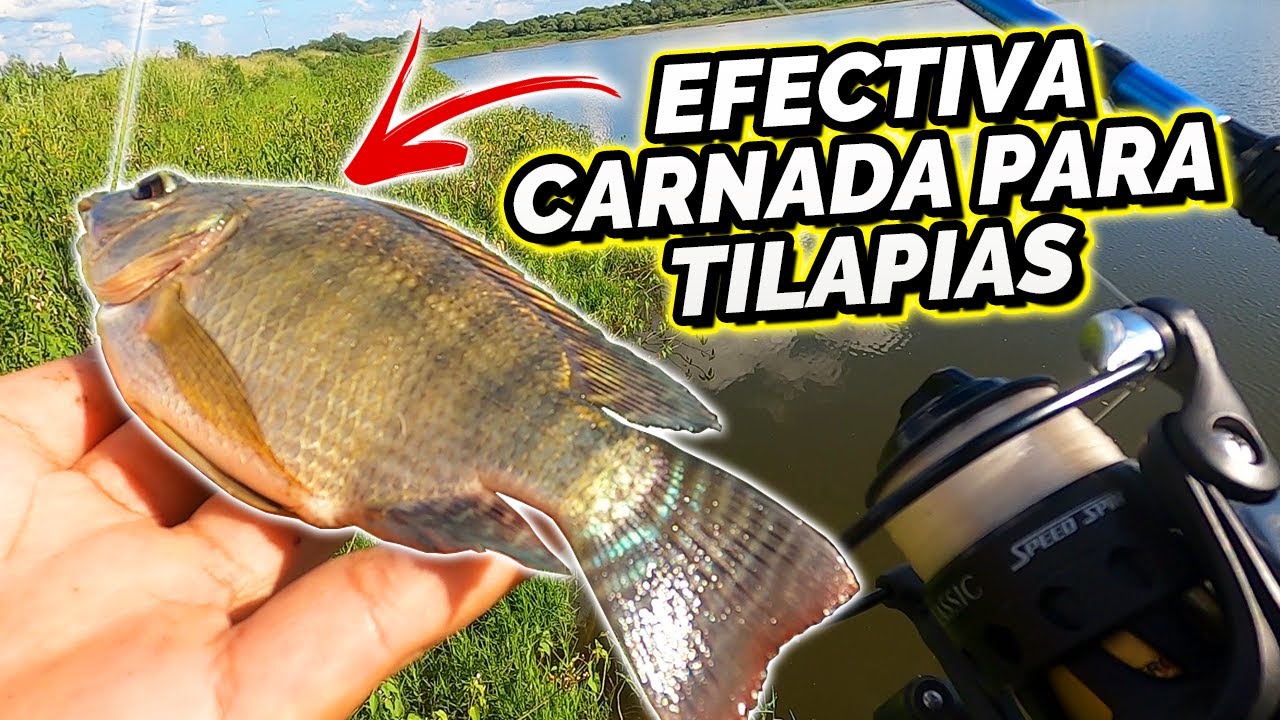 Carnada MUY EFECTIVA para PESCAR TILAPIAS (Muchas CAPTURAS!)