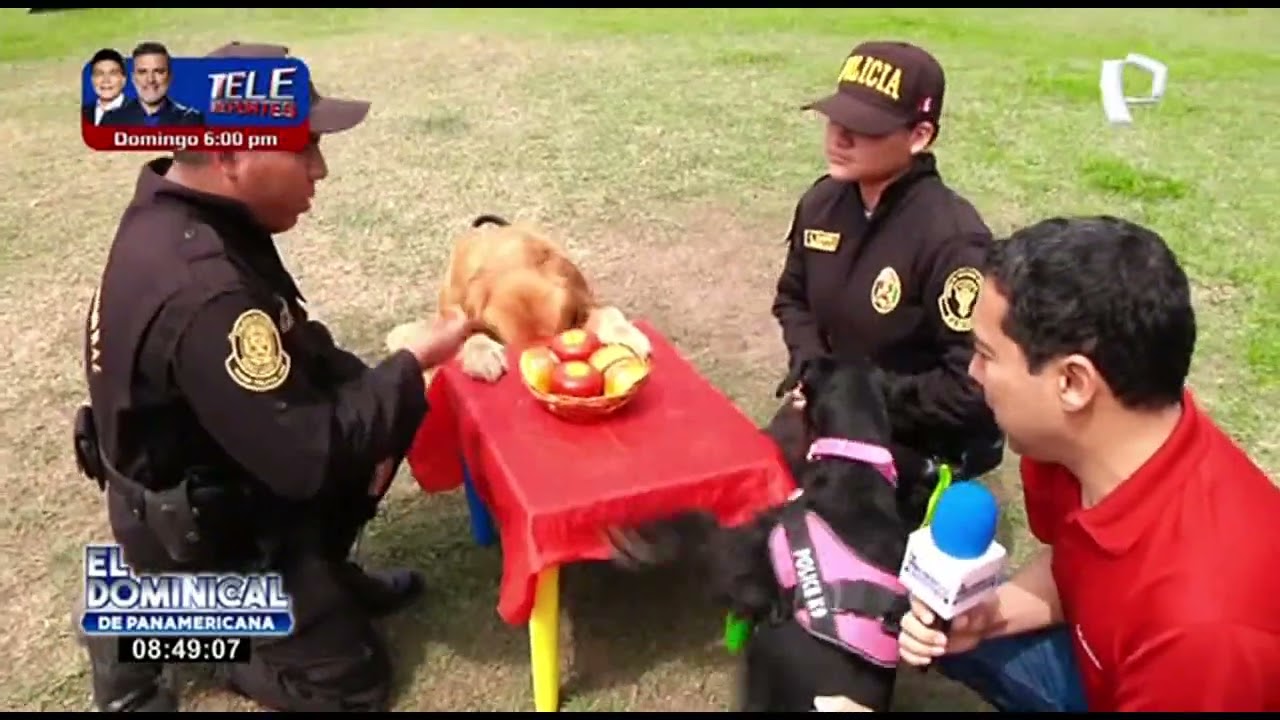 Héroes de cuatro patas: conoce al escuadrón canino de la PNP