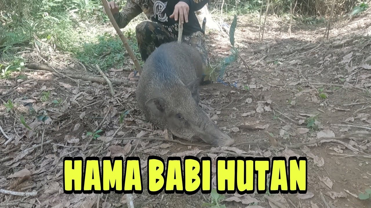 BERBURU BABI HUTAN : Wiihhh!!!PASUKAN BABI HUTAN BARIS-BERBARIS MELINTASI JARING..