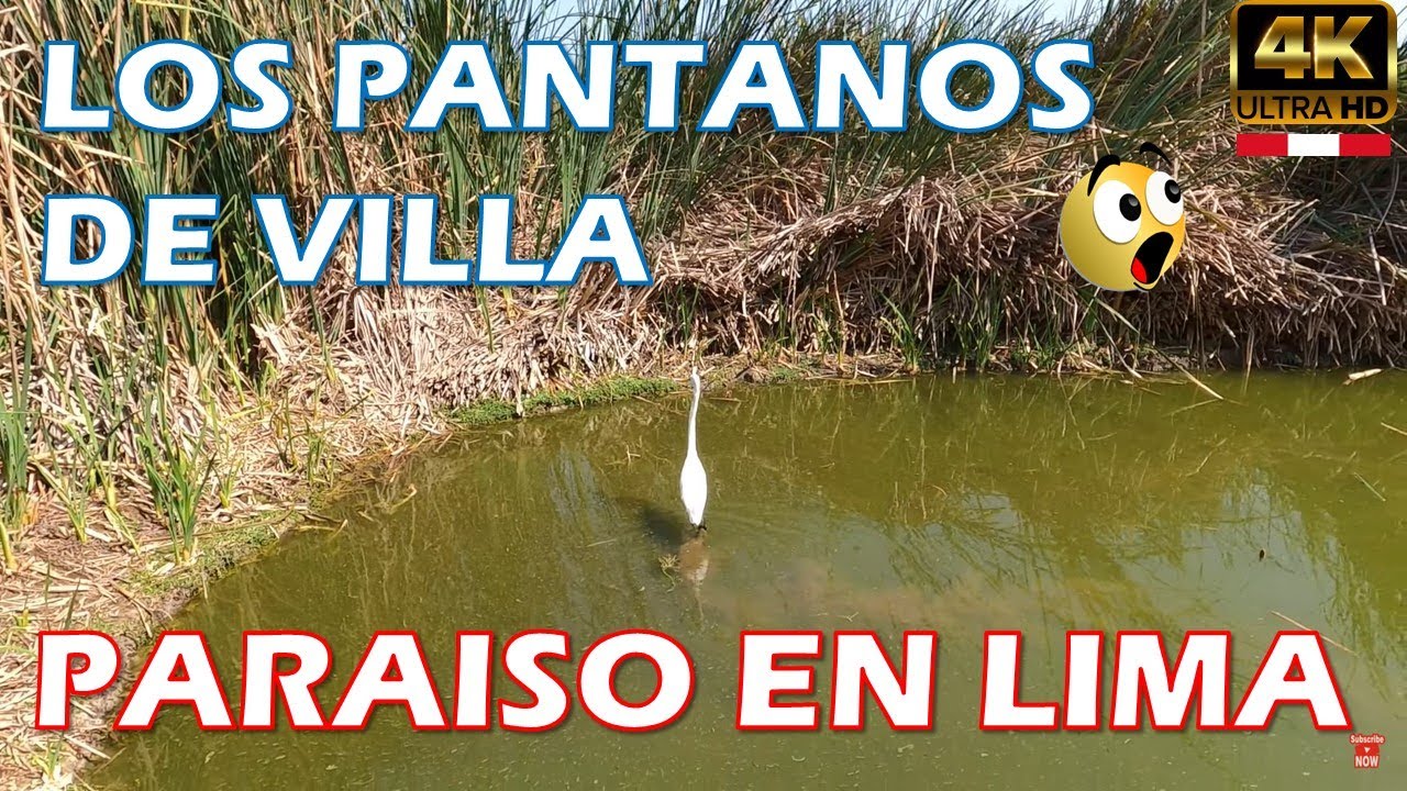 LOS PANTANOS DE VILLA en Chorrillos – Guía Completa 2025 - PARAISO EN LIMA