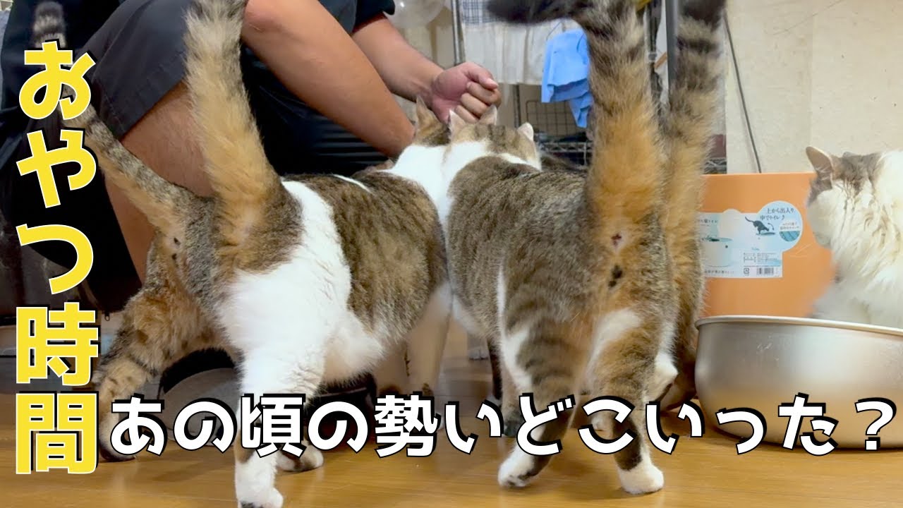 猫軍団のオヤツの時間。昔の勢いはどこ行った？