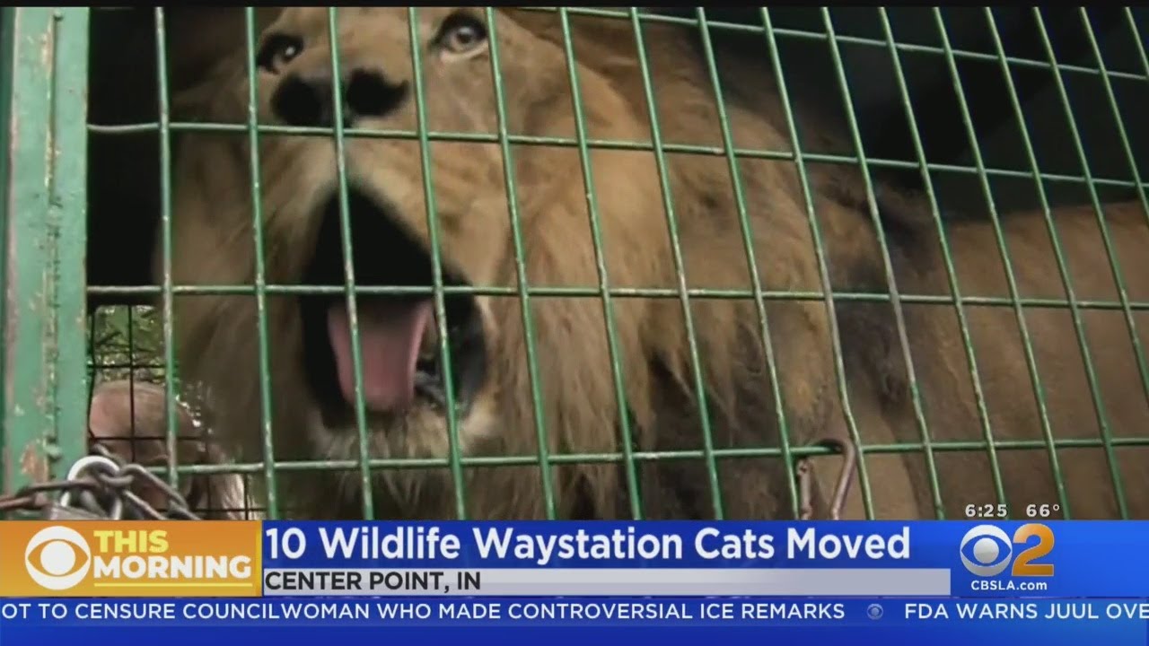 Wildlife Waystation's Big Cats Moved To New Home In Midwest