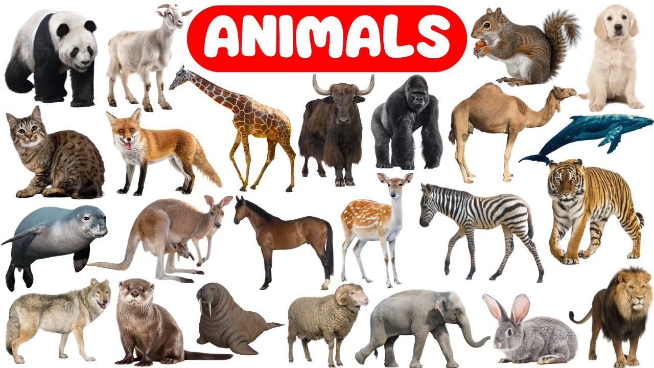 Learn 30 Animal Names for Kids | Animals for Preschool, LKG, UKG | Toddler, Children Learning Video