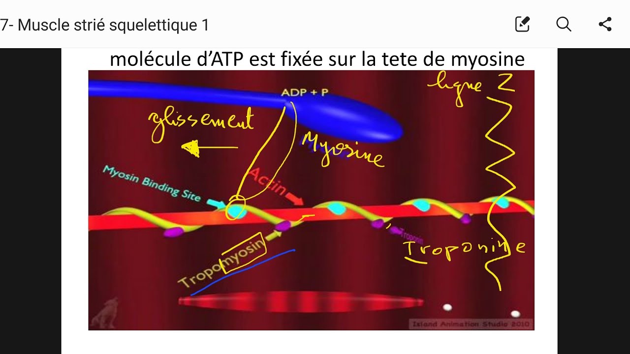 💪 Physiologie de la contraction musculaire (شرح مبسط) 1ère année (ACTINE/ MYOSINE ) muscle strié