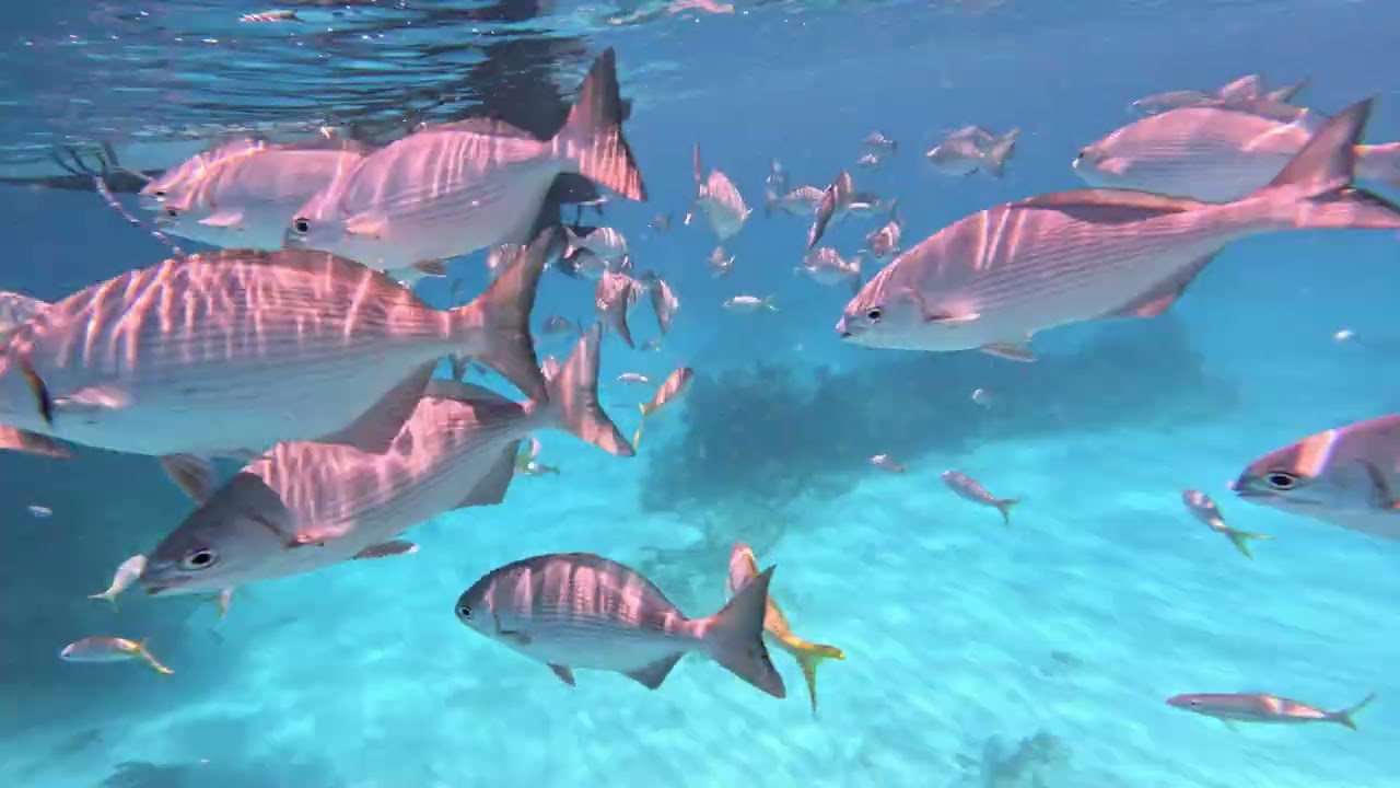 Florida keys (Sombrero reef)