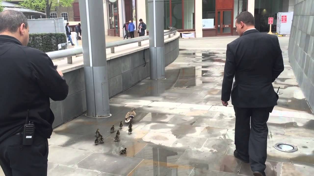 Duck Rescue In Paddington