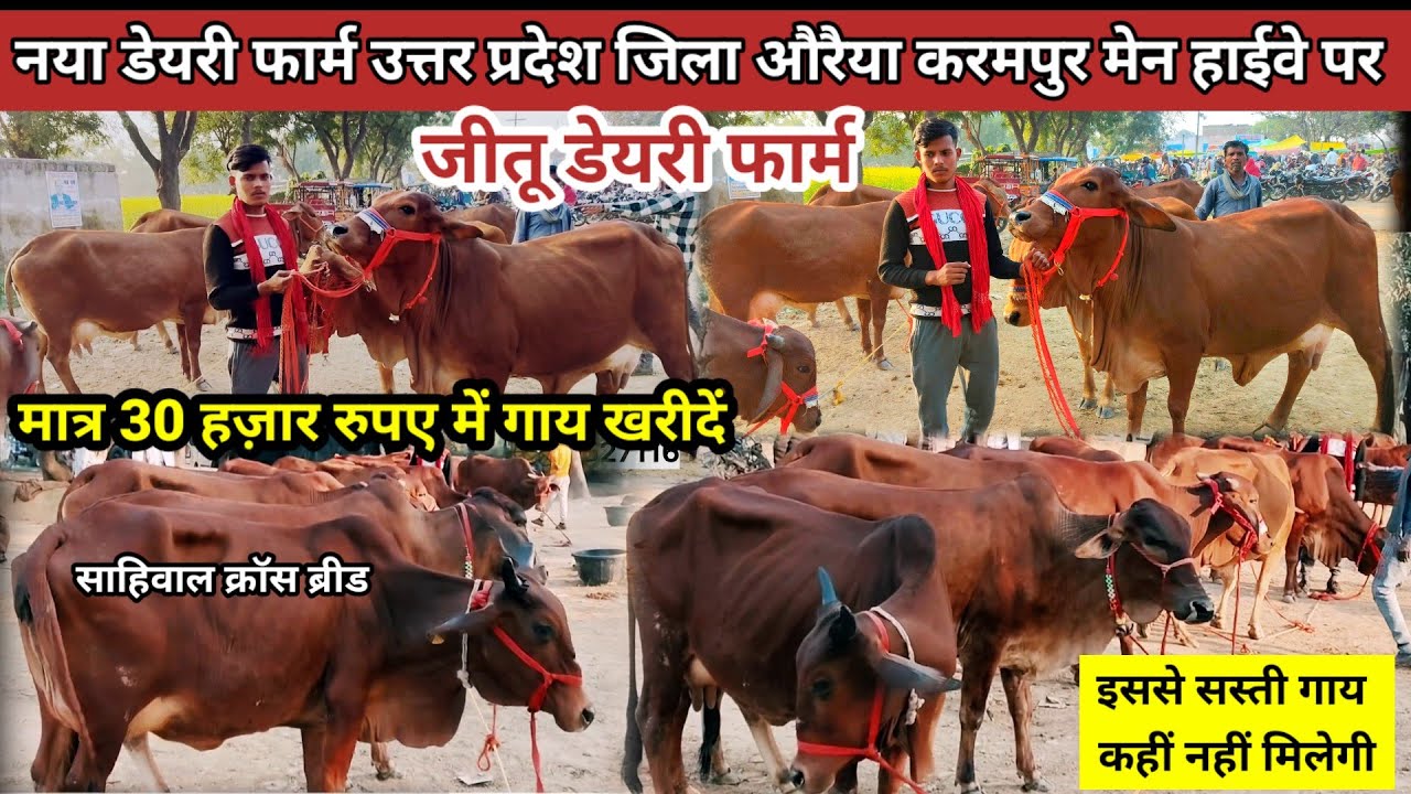 Sahiwal cow dairy farm | Jeetu dairy farm karanpur Auraiya | जीतू डेयरी फार्म | cow dairy farm #cow 