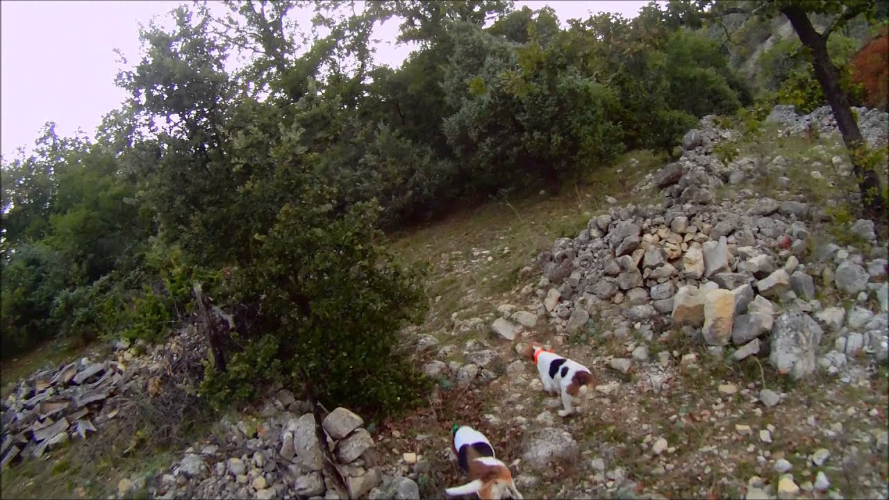 chasse du lièvre aux chiens courants