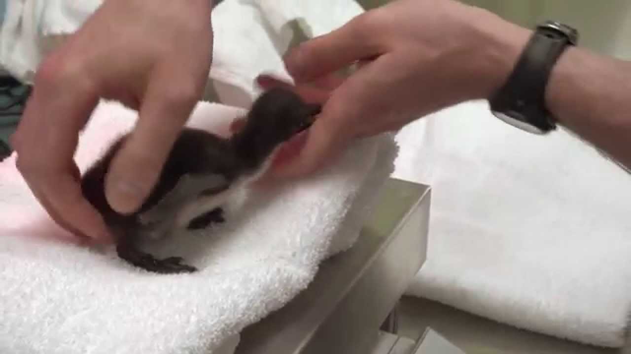 A Penguin Chick Has Hatched at Shedd Aquarium