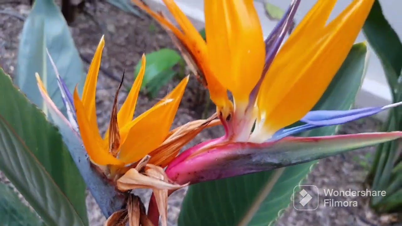 Fleur du Strelitzia 