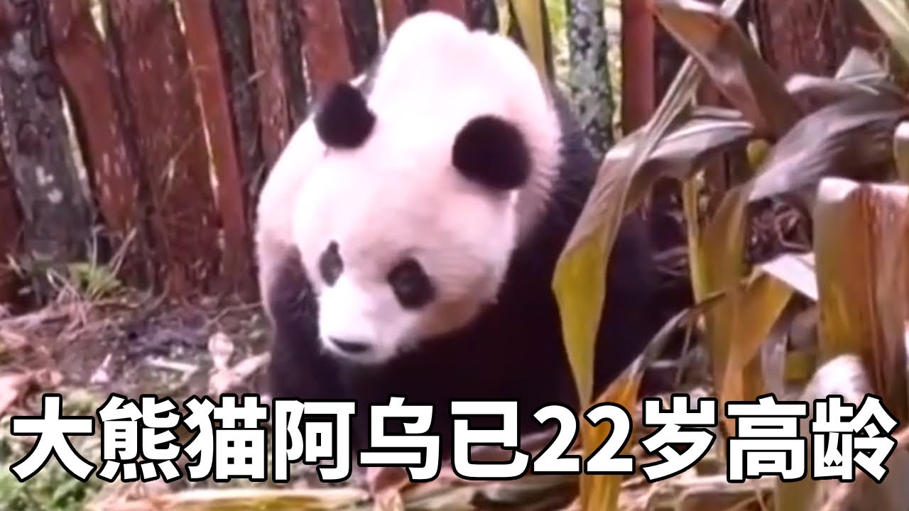 在苞米地被发现下山投靠两脚兽的大熊猫阿乌，23年癫痫发作后重振精神，现在已经22岁了！#大熊猫阿乌#牧场时间#熊猫
