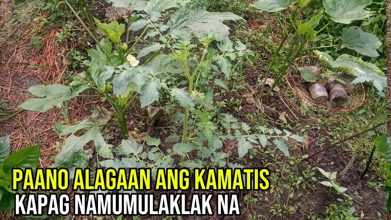 PAANO ALAGAAN ANG KAMATIS KAPAG NAMUMULAKLAK NA